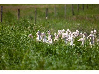 Die Vogelgrippe 2022 in der Dordogne